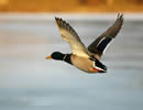 Duck Facts 1